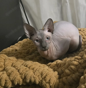 Sphynx Kater jung