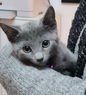 Katzenbaby BKH Sibirisch Mix