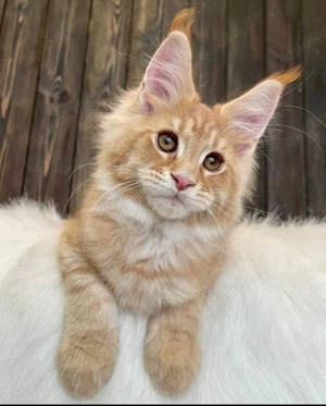 Maine Coon Katzen   nur in liebevolle Hände abzugeben