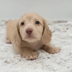 Dackelwelpen zur Adoption 