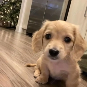 Dackelwelpen zur Adoption 