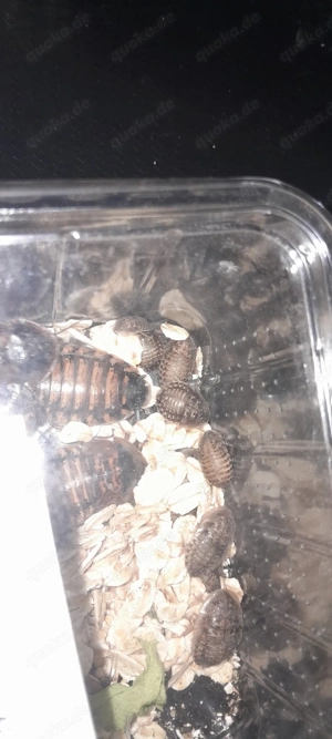 Futtermittel für exen und spinnen 