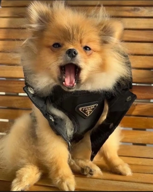 pomeranian zwergspitz welpe