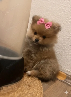 pomeranian zwergspitz welpe