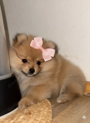 pomeranian zwergspitz welpe