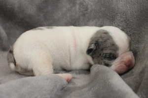 Französische Bulldogge Welpen