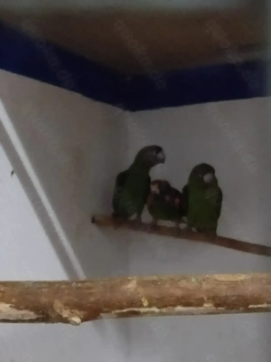 Grüne Kongo Papageien 