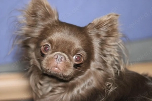 Chihuahua Deckrüde Langhaar Bild 3