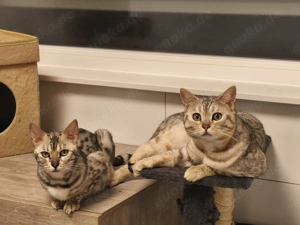 Reinrassige Bengal Kitten 