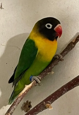 Schwarzköpfchen, Agaporniden, Unzertrennliche 