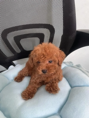 Liebevolle Zwergpudel-Welpen suchen ein neues Zuhause