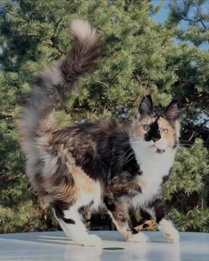 Dieser männliche Maine Coon sucht ein gutes und liebevolles Zuhause.