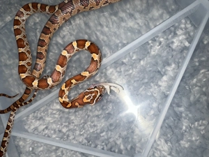 Zwei junge Kornnattern zu verkaufen 