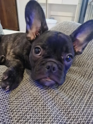 Französische Bulldogge 