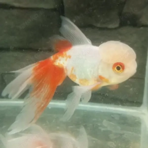 Oranda, Ranchu & Co. Neue coole Schleierschwänze bei koiplus