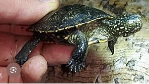 Europäische Sumpfschildkröte