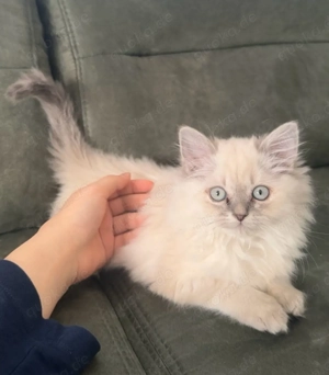 süßes katzenbaby kitten 