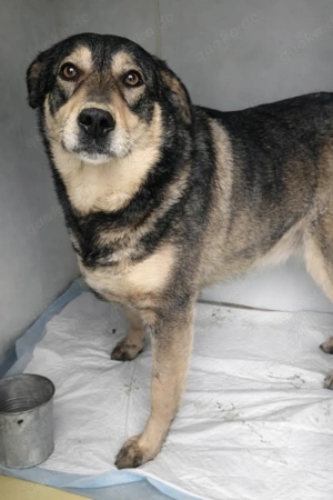 Toffee   ein Herz auf vier Pfoten sucht ihr Zuhause   