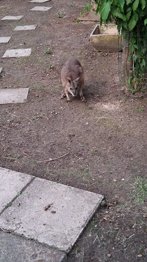 Parma Känguru Weibchen