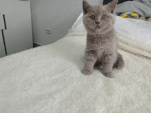 BKH Kitten. Abgabebereit