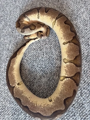 Pastel Enchi Blade Clown 1.0