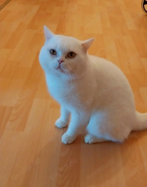 Außergewöhnlich schöner BKH Kater (3-4 Jahre) in Weiß Bild 3