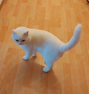 Außergewöhnlich schöner BKH Kater (3-4 Jahre) in Weiß Bild 2