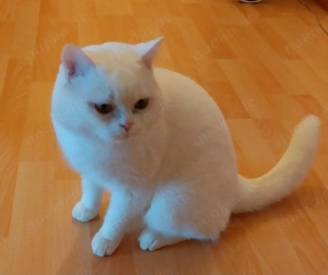 Außergewöhnlich schöner BKH Kater (3-4 Jahre) in Weiß