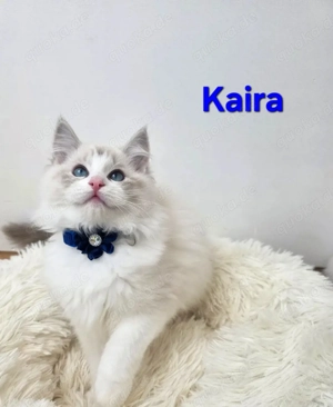   GCCF-registrierte Ragdoll-Kätzchen  