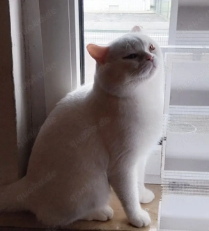 Außergewöhnlich schöner BKH Kater (3-4 Jahre) in Weiß Bild 4