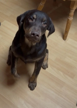 Labrador Welpe in liebevolle Hände abzugeben