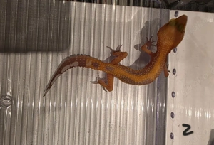 Leopardgecko Nachwuchs aus 2025, versch. Farbformen