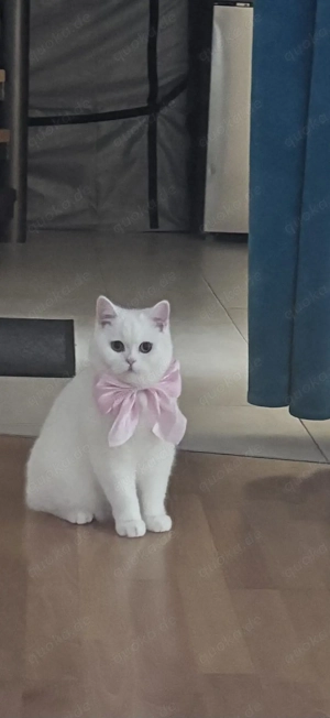 Süsse bkh katzen 2 stk 