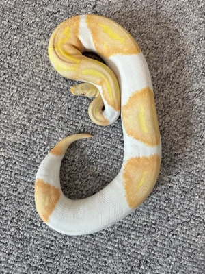Albino Pied 1.0