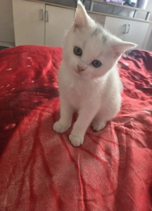Bkh Kitten ab dem 06.02.2026 Abgabebereit!