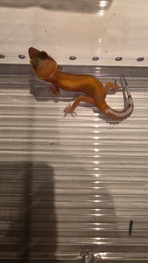 Leopardgecko Nachwuchs aus 2025, versch. Farbformen