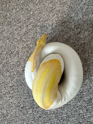 Albino Pied 0.1