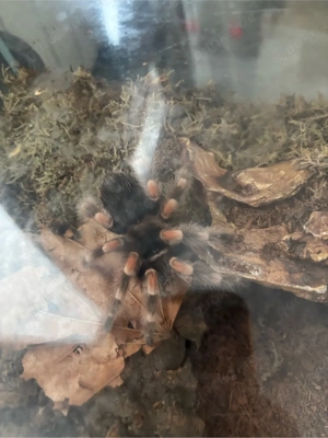 Brachypelma Harmorrii 1.0 & 0.1