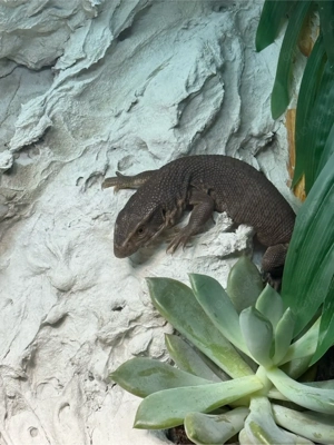 nur in Erfahrene Hände