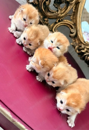 BKH BLH britisch Kurzhaar kitten Black golden Shaded ny 11 vom züchter 
