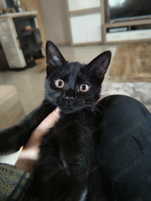 Yoda (6 monate alt Kitten zu Verkaufen)