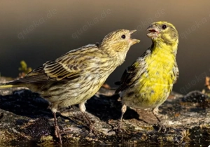 Suche europäische Girlitze