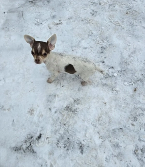 Chihuahua Hündin Welpe,abgabebereit 