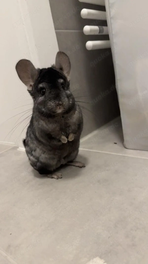 Verschieden chinchilla zu verkaufen