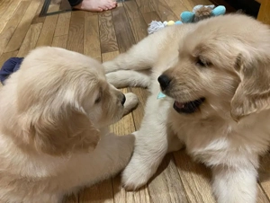  Golden-Retriever-Welpen