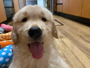 Golden-Retriever-Welpen