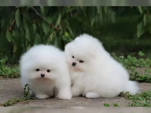 Perfekter Pomeranian Rüde und Mädels BOO Zwergspitz