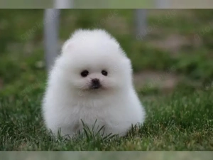 Kostenlos Zwergspitz pomeranian. Für eine fürsorgliche Familie