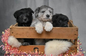  Schafpudel, ähnlich Bearded Collie und Shapendoe