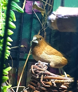 Tausche Jap Mövchen 